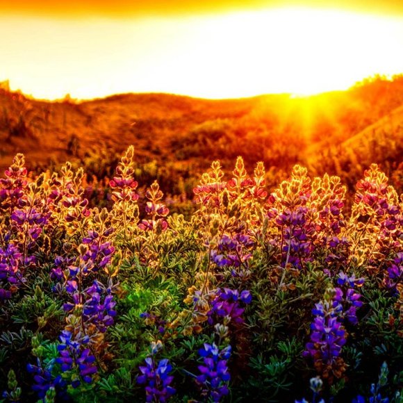 Meet your Posher, Julia - Picture 1 of 1